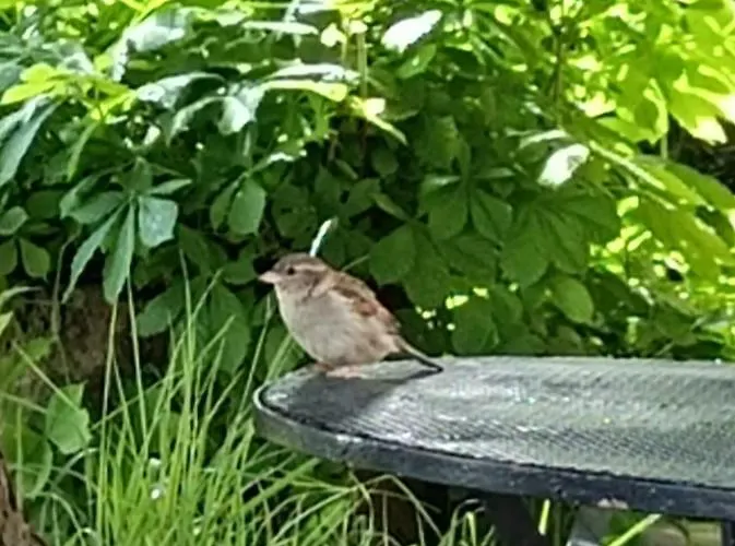 Hotel Ma Campagne - Le Jardin